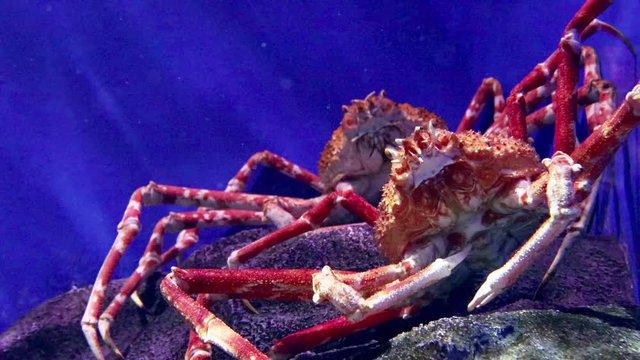 タカアシガニ　-Japanese spider crab-
