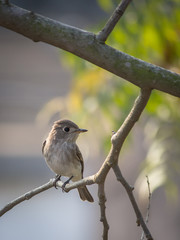Portrait of a Bird
