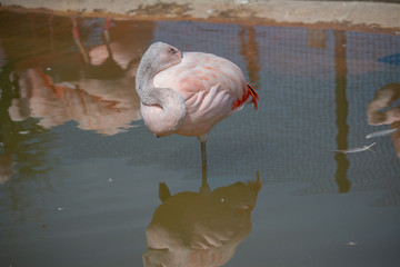 Resting flamingo