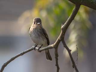 Portrait of a Bird