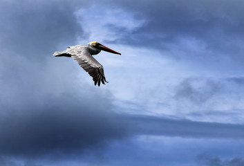 pelican