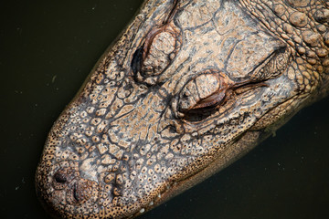 Closeup of a crocodile
