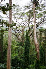 Fototapeta premium Hawaii