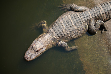 Crocodile heading out to swim