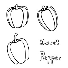 Set of vector hand drawn outline bell peppers. Black contour doodle illustration in line art style. Sketch of farm and garden vegetable. Isolated contour icon. Coloring book design element