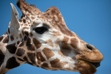 Close up of giraffe 