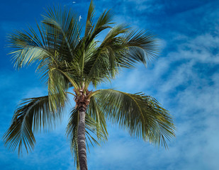Fototapeta premium Lone palm tree againstr blue sky.