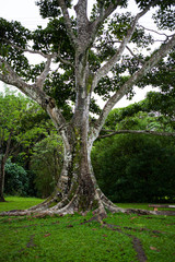 Fototapeta premium Hawaii