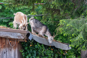 Goats on a roof