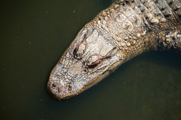 Overhead view of crocodile