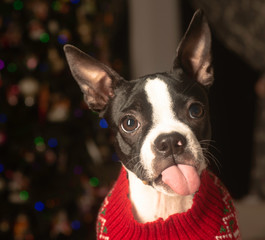 Christmas Boston Terrier Sticking Tongue Out