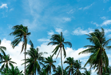 Fototapeta na wymiar Coconut palm tree with blue sky and clouds. Palm plantation. Coconut farm. Wind slow blowing green leaves of coconut palm tree. Tropical tree with summer sky and clouds. Summer beach tree.