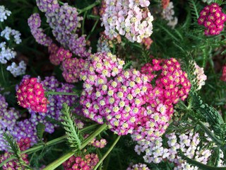 Pink inflorescences of medicinal yarrow on the background of other multi-colored flowers of the same color. Mobile photo in natural daylight 