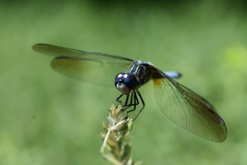 Closeup of a dragonfly on green background