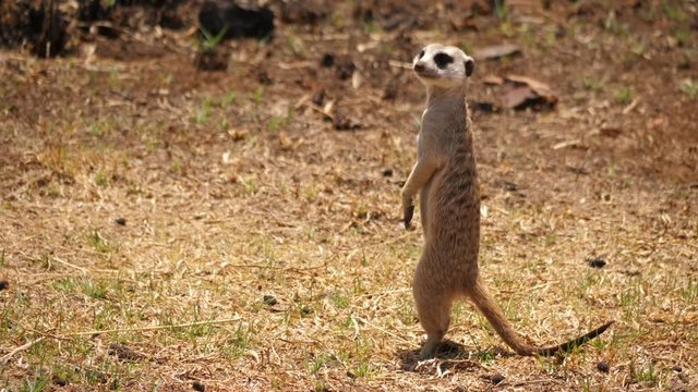 Meerkat walks across grassland quickly while keeping a lookout for danger