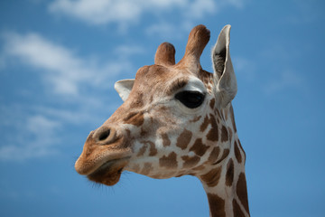 Giraffe portrait