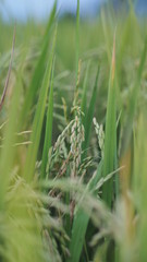 Close up Green field farm organic