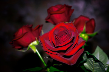 A bouquet of red roses on a blurry dark background