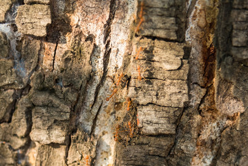 Tree bark close-up, natural texture for the background.