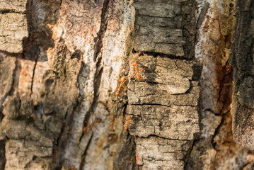 Tree bark close-up, natural texture for the background.