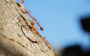 Ants behavior Red ants walking on trees