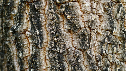 The surface of the tree