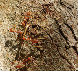 macro close up ants teamwork are helping to transport food,Behavior of ants.