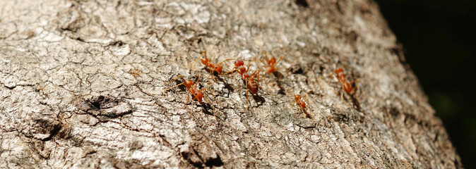 Ants behavior Red ants walking on trees