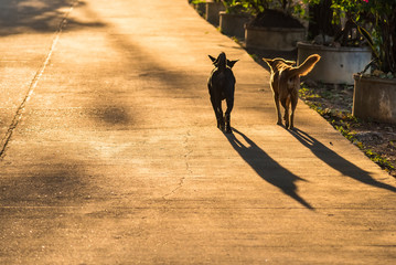 Two dogs walking on the raod at sunrise morning.