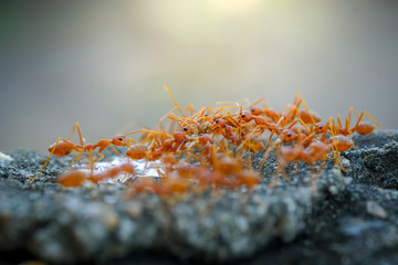 Obraz na płótnie Canvas macro close up ants teamwork are helping to transport food,Behavior of ants.