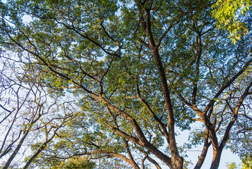 Obraz premium Group of treetop and green leaf with sky from park.