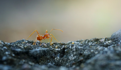 Close up of red weaver ant with wide open mandibles and ready to attack