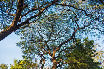 Group of treetop and green leaf with sky from park.