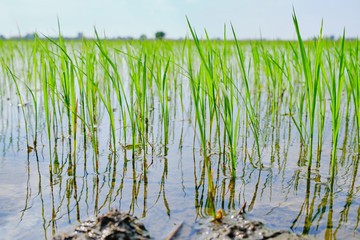 Rice field green landscape, agriculture farm, Nature beautiful outdoor Asia countryside food farming in Thailand