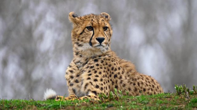 Watchful juvenile cheetah 