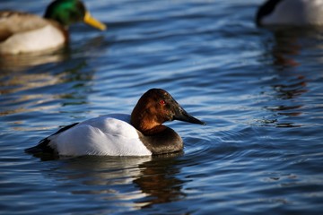Canvasback Duck floating in water
