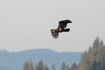 Juvenile bald eagle fly's among the trees