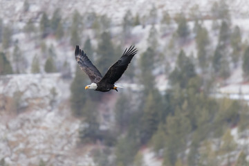 bald eagle fly's with fish in open sky