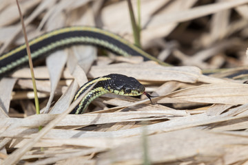 snake crawls in grass with head up