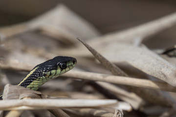 snake crawls in grass with head up