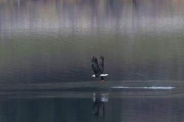 bald eagle grabs fish in northern idaho