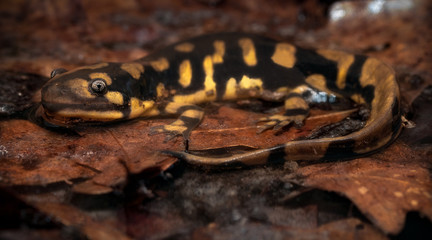 Tiger Salamander