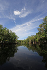 Cypress Trees and clouds reflected in calm water of Fisheating Creek, Florida on bright spring morning.