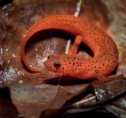 Fototapeta premium Mud Salamander (Pseudotriton montanus)