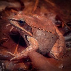 Wood Frog (Lithobates sylvaticus)