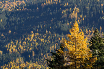 Western Larch (tamarack) trees cover the hillside in eastern washington state