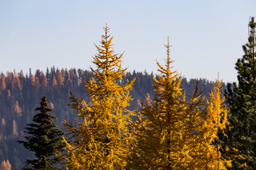 Western Larch (tamarack) trees cover the hillside in eastern washington state