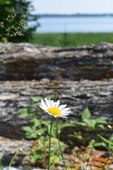 Single daisy flower on a background of blue sky and wood logs