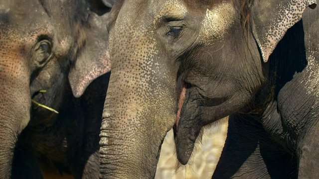 Asian elephant eating 