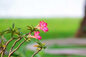 Fresh pink adenium flower in the garden with blurred background.